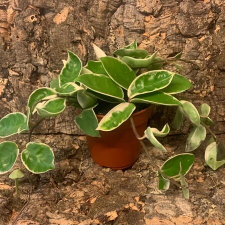 Hoya Carnosa Krimson Queen