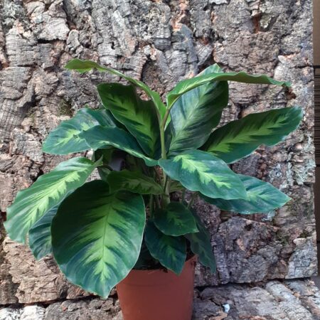 Calathea - Prayer Plant - Sp2