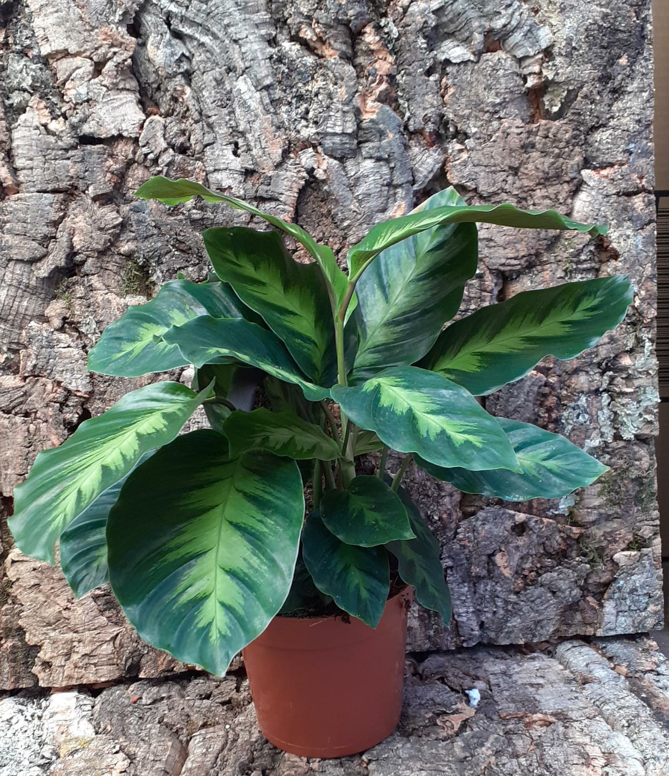 Calathea - Prayer Plant - Sp2