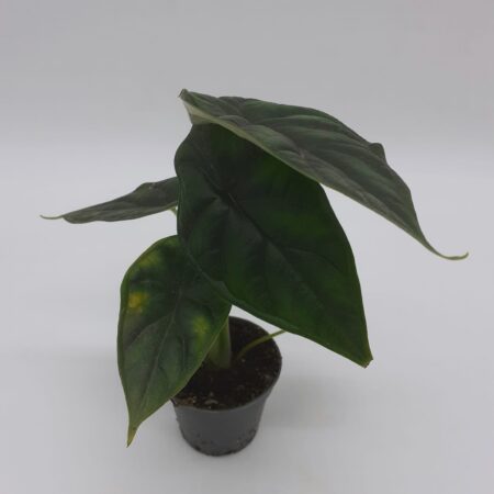 Alocasia Dragon Scale
