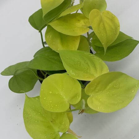 Golden Philodenderon