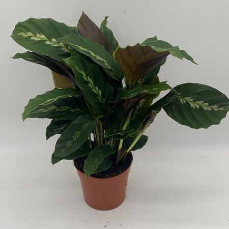 Calathea 'Maui Queen'