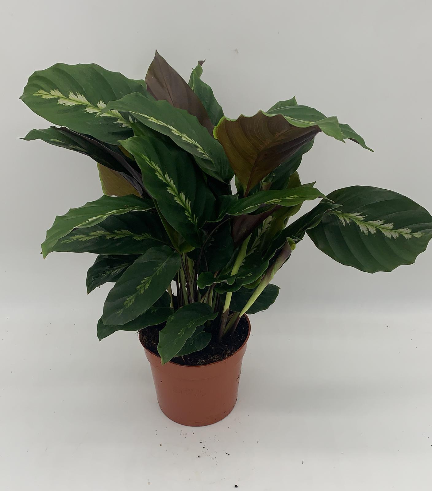Calathea 'Maui Queen'