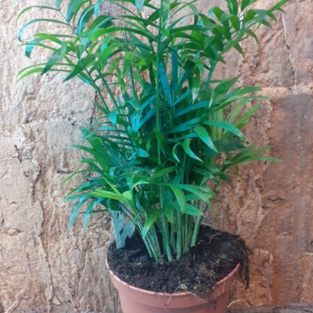 Chamaedorea Elegans 45cm