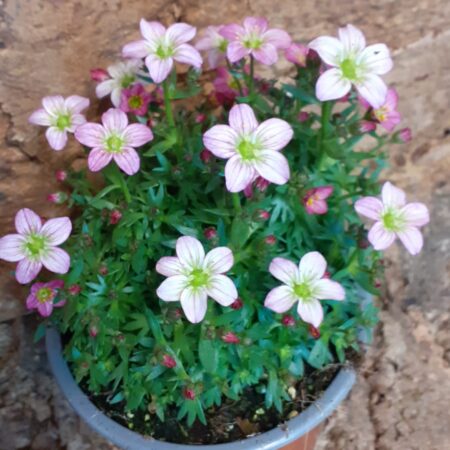 Saxifraga
