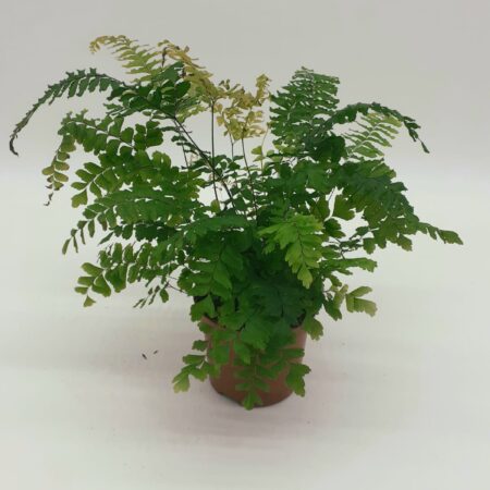 Adiantum hispidulum 'Bronze Venus' - Rough Maidenhair fern