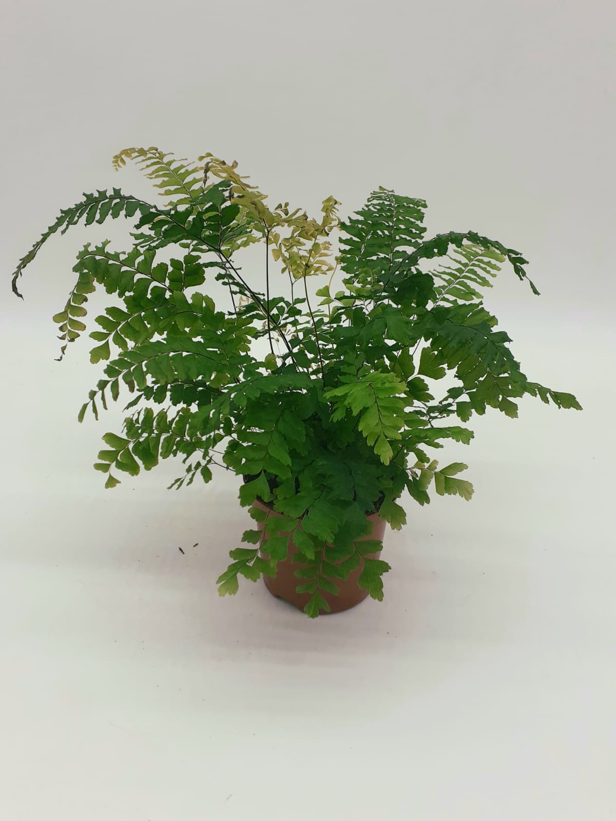 Adiantum hispidulum 'Bronze Venus' - Rough Maidenhair fern