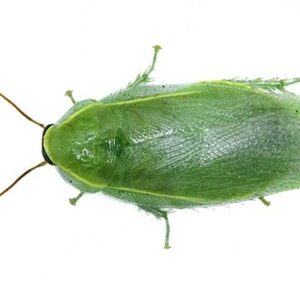 Panchlora Nivea 'Banana Roach'