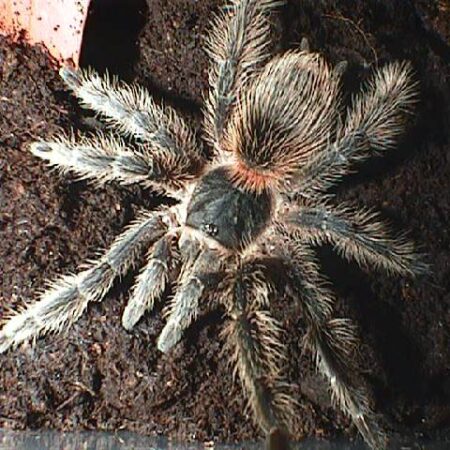 Lasiodora Stratipes