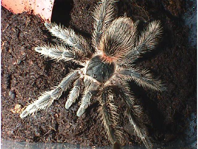 Lasiodora Stratipes