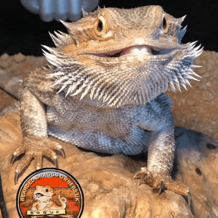 Bearded Dragon Bioactive Electrics Pack