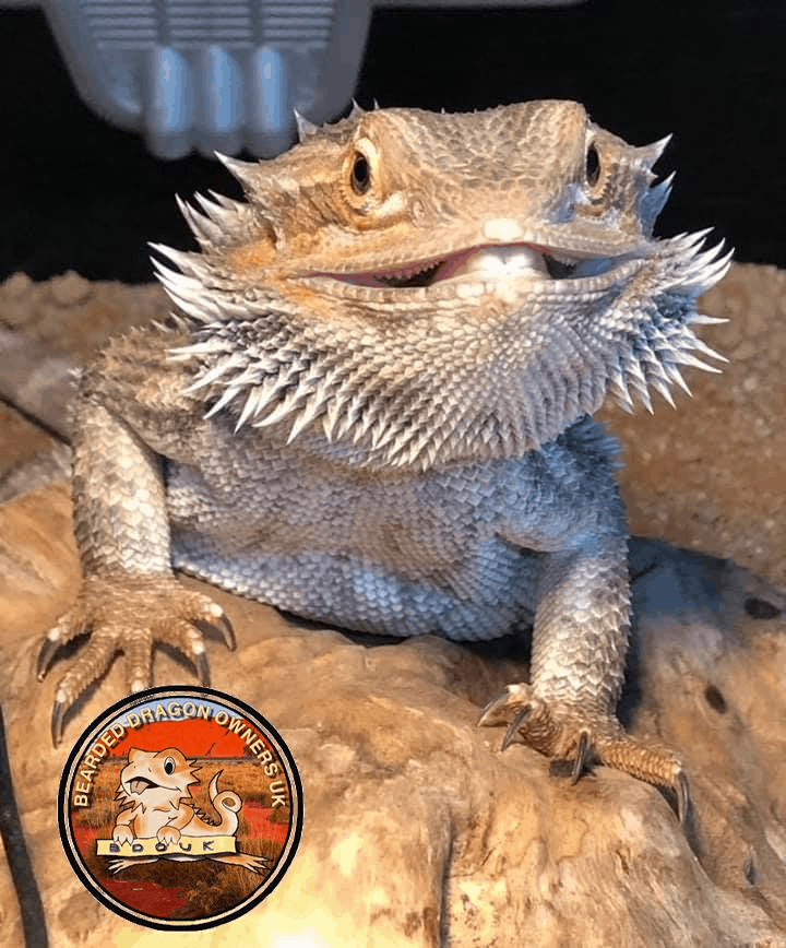 Bearded Dragon Bioactive Electrics Pack