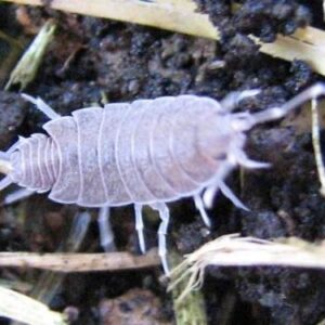 Tropical Grey Woodlice - Porcellionides pruinosus