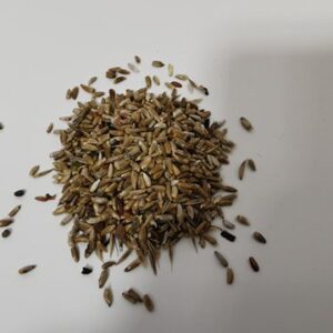 Common Knapweed Seeds 3g