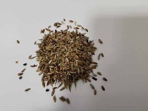 Common Knapweed Seeds 3g