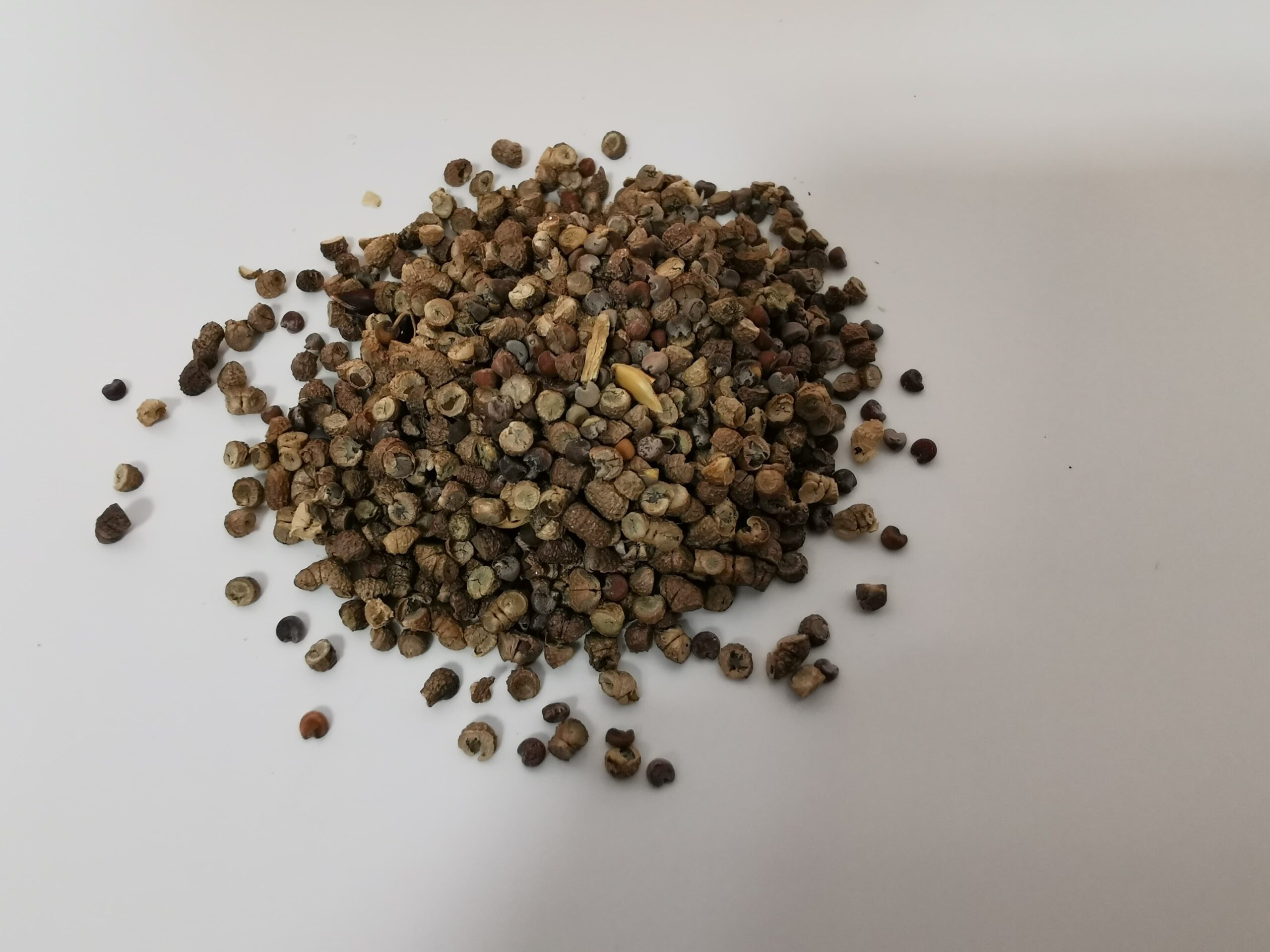 Common Mallow Seeds 3g