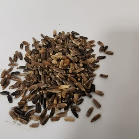 Greater Knapweed Seeds 3g