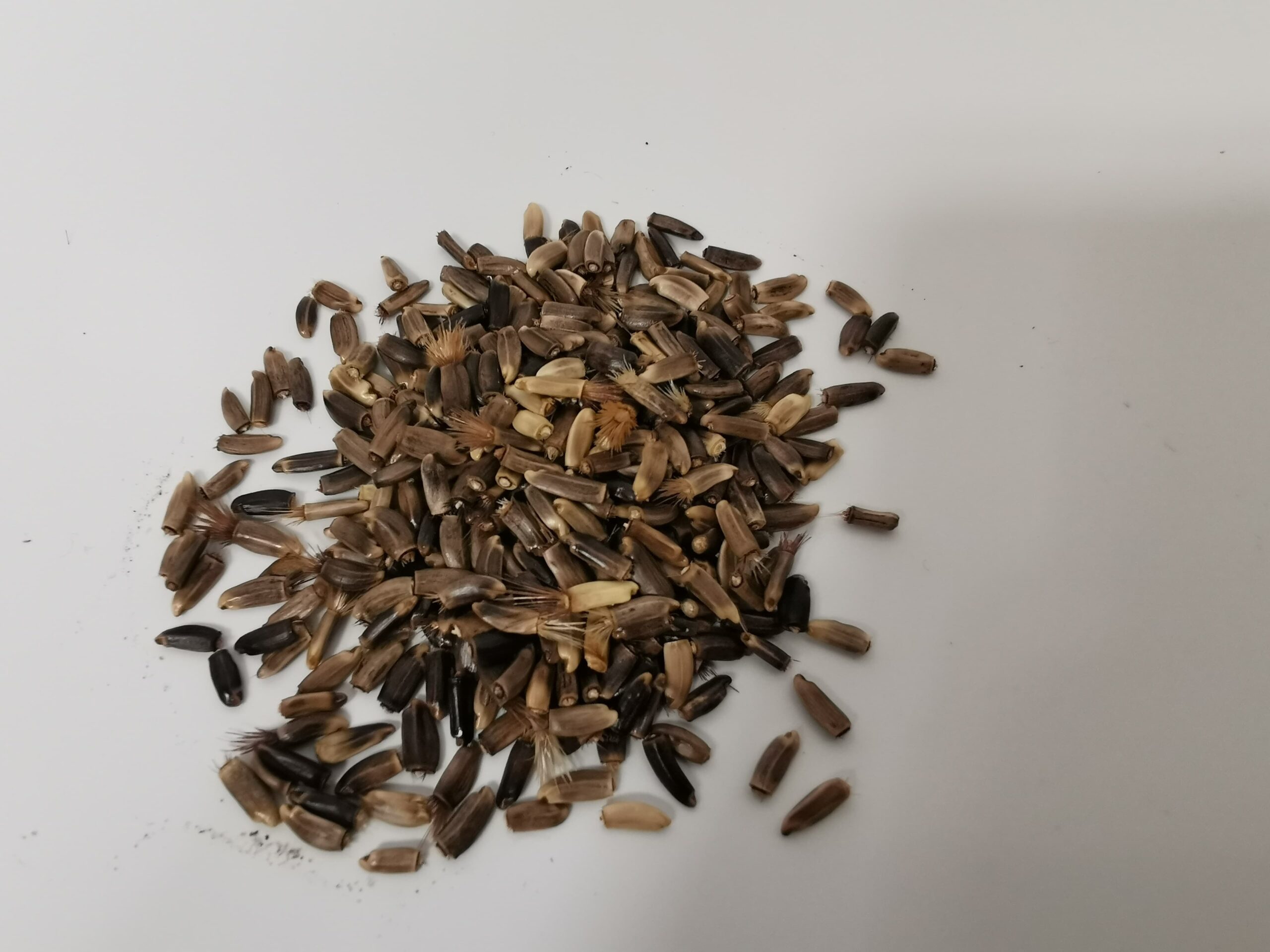 Greater Knapweed Seeds 3g