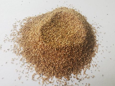 Purple Loosestrife Seeds 3g