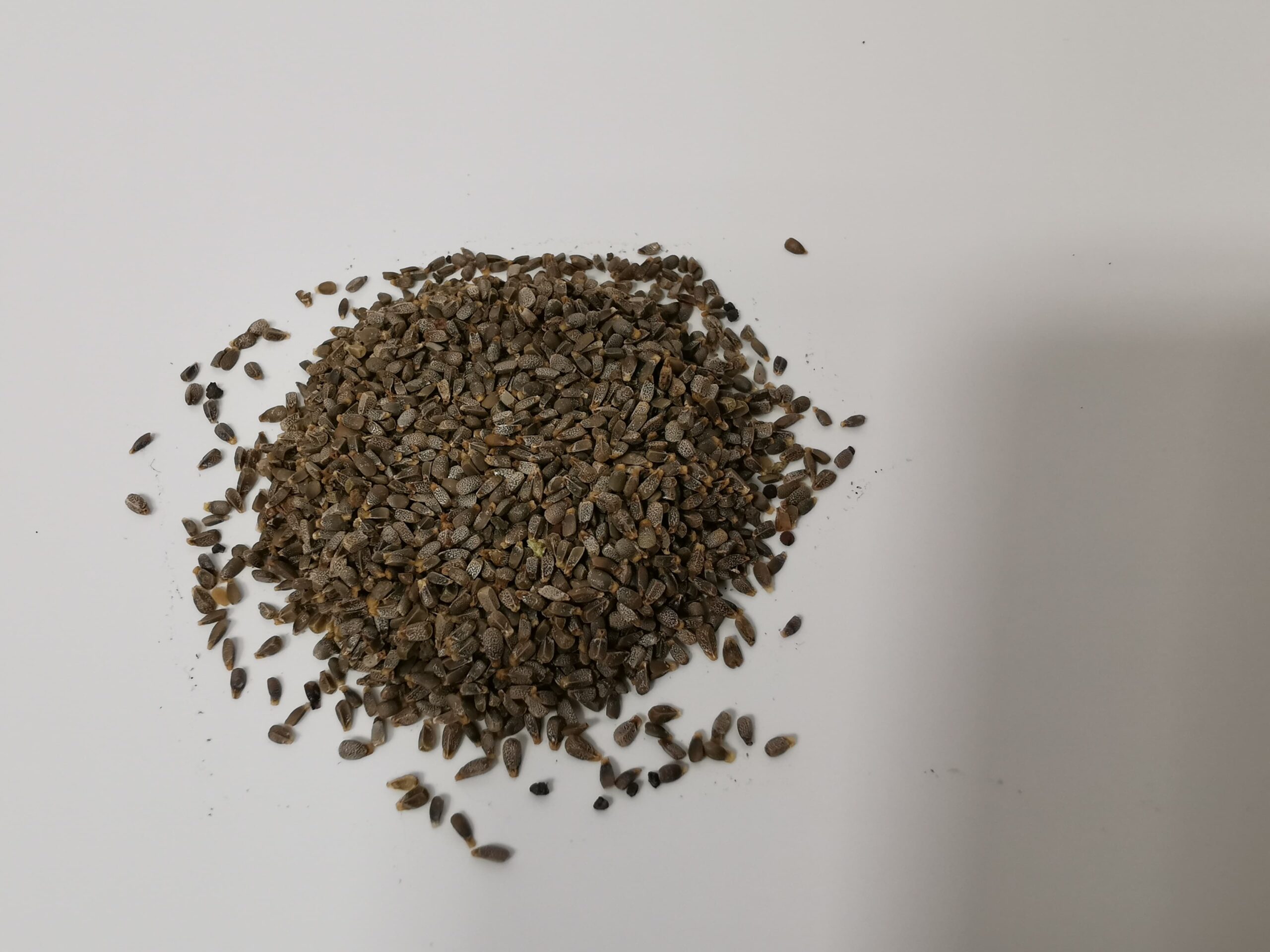 Red Deadnettle Seeds 3g