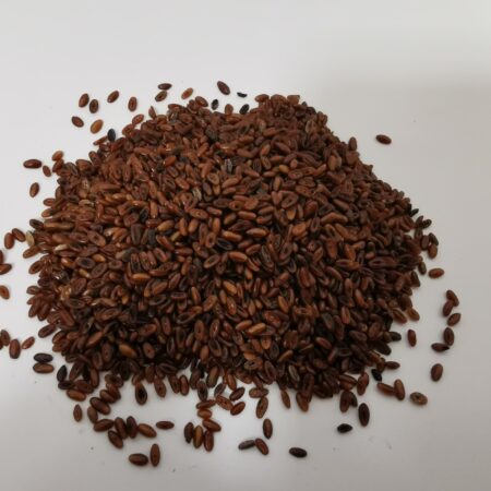 Ribwort plantain Seeds 10g