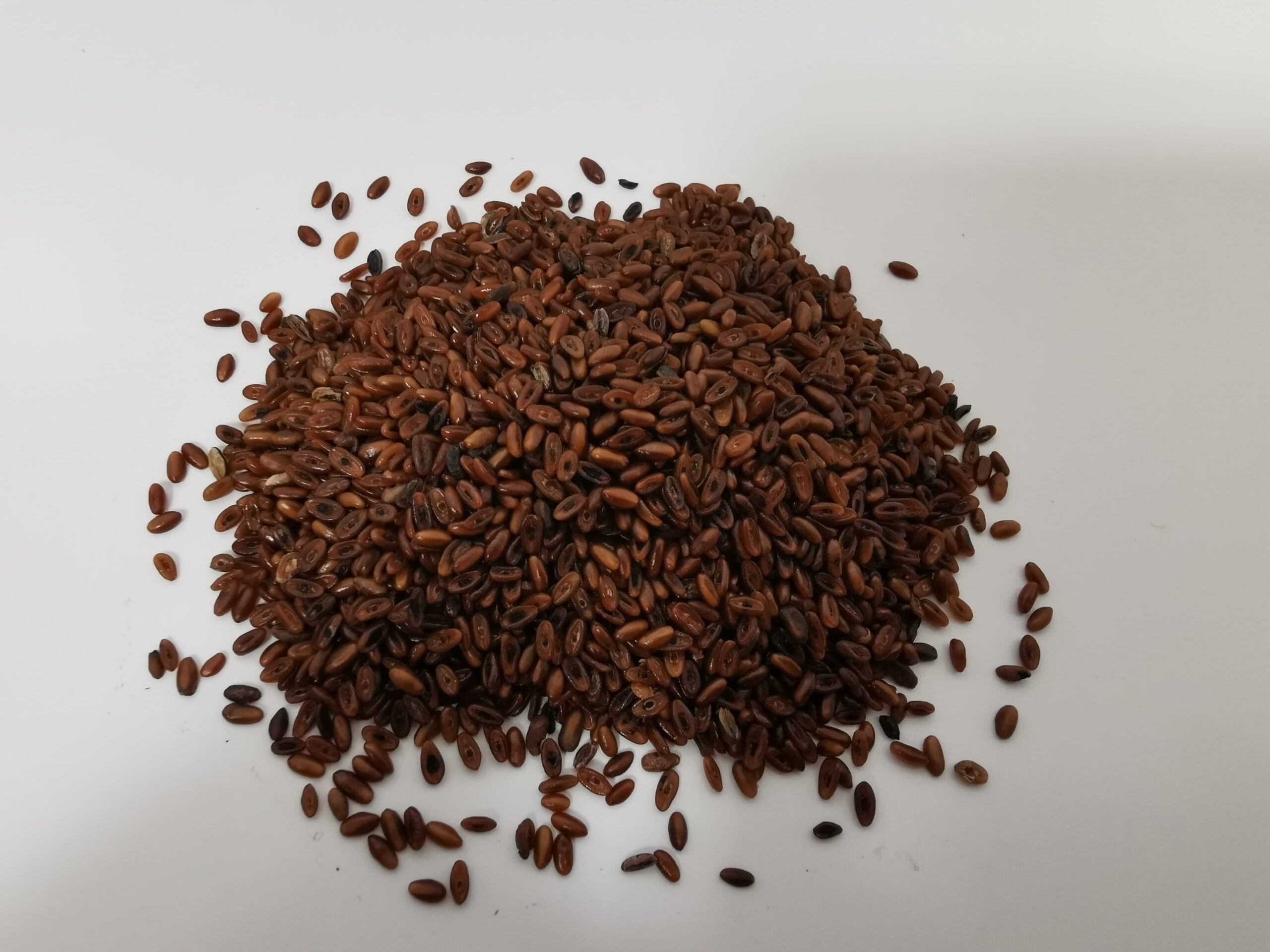 Ribwort plantain Seeds 10g