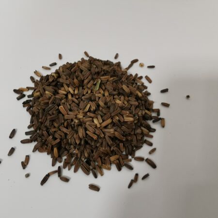 Teasel Seeds 5g
