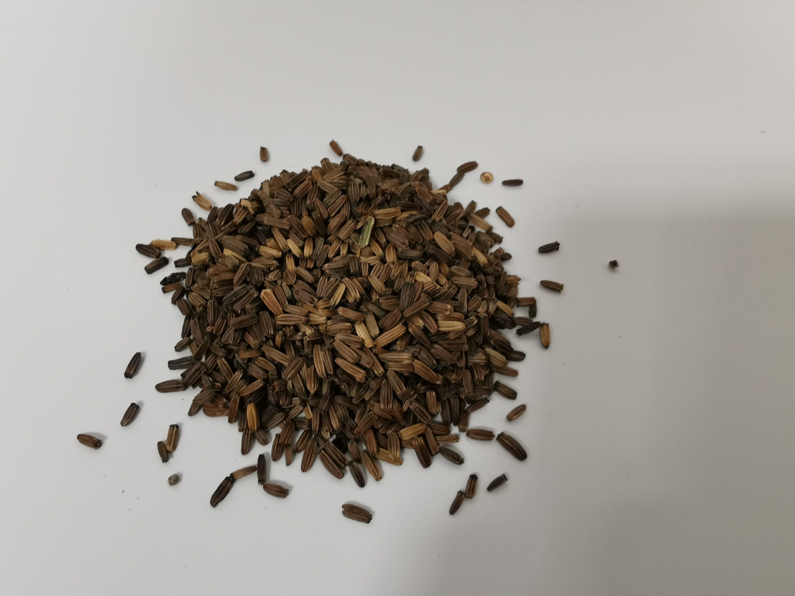 Teasel Seeds 5g