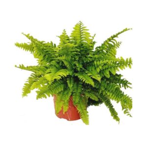 Neprolepis Blue Bell